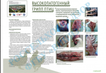 Профилактика гриппа птиц